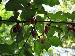 Its like a cross between an orange, guava fruit, and a little bit of mango, like 15%. Identify This Mystery Fruit Tree Gradually Greener