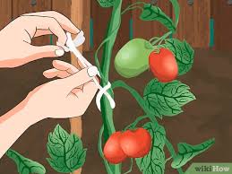 See full list on wikihow.com How To Tie Up Tomatoes 12 Steps With Pictures Wikihow