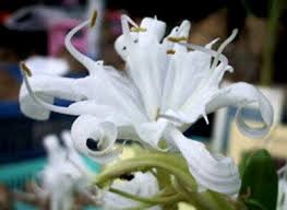 Image result for Phyllanthus mendesii