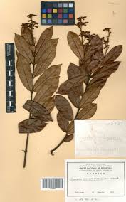 Image result for Isonema