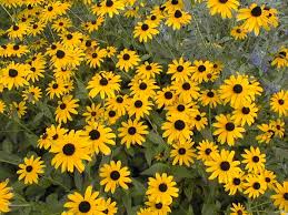 They appear from september to november. Great Native Perennials For North Georgia Art Of Stone Gardening