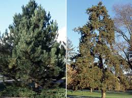 Image result for Pinus nigra