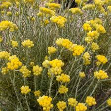 Image result for Helichrysum mechowianum