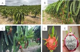 Some varieties of berry bush are easier to spot than others at first, due. Pp355 Pp355 Stem And Fruit Canker Of Dragon Fruit In South Florida