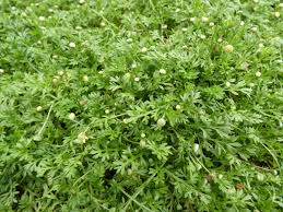 Image result for Coronopus