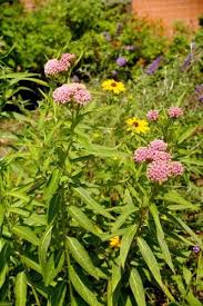 Asclepias Incarnata Bring Back The Monarchs Asclepias Incarnata Asclepias Swamp Milkweed