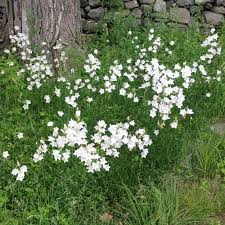 Campanula Persicifolia Grandiflora Alba White Flower Farm Campanula White Gardens