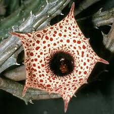 Image result for Huernia occulta