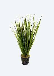 Image result for Blyxa aubertii