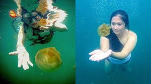 Kumpulan gambar tentang gambar hewan ubur ubur, klik untuk melihat koleksi gambar lain di kibrispdr.org. Danau Kakaban Tempat Wisata Di Kalimantan Timur Yang Dihuni 4 Spesies Ubur Ubur Halaman All Tribun Travel