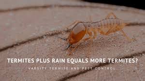Can a big downpour of rain affect pest control? Termites Rain More Termites Varsity Termite And Pest Control
