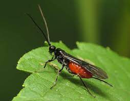 The wasp grubs shown in the video emerged. How Baby Wasps Can Save Your Tomatoes