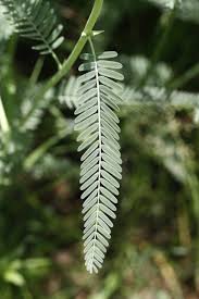 Image result for Aeschynomene indica