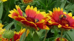 We did not find results for: Gardening Tips Weathering Extreme Weather