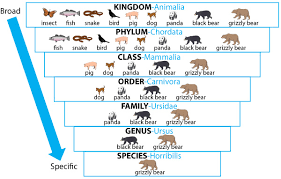 A Group Of Related Genera With Still Less Number Of Similarities As Compared To The Genus And Species Constitutes
