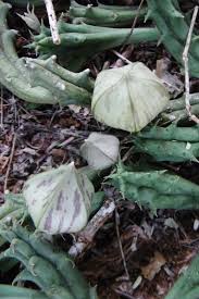 Image result for Piaranthus atrosanguineus