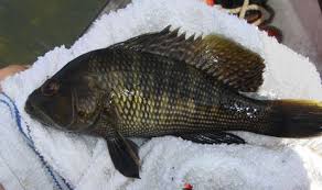 Black Bass Fish Pictures Species Identification World