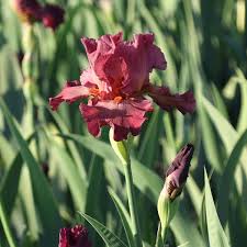 We did not find results for: Shop Premium Iris At Unbeatable Prices