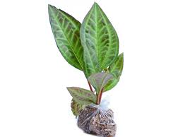 Image result for Terminalia trichopoda
