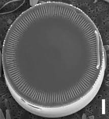 Image result for Dicoma arenaria