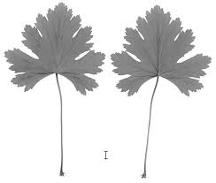 Image result for Schlechterina