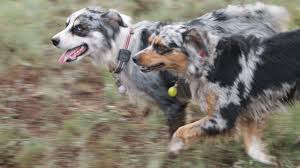 For sale, all puppies will have a head to tail examination by our vet, be dewormed, utd on. About Miniature Australian Shepherds Go West Mini Aussies