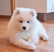 Looking for a pomeranian puppy for sale in sacramento, california? Samoyed Puppies For Sale Posts Facebook
