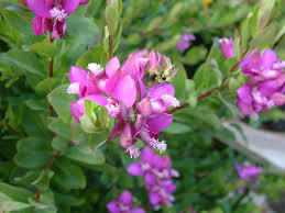Image result for Polygala filicaulis