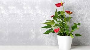 Maybe you would like to learn more about one of these? 7 Tanaman Hias Mini Indoor Cocok Diletakkan Di Meja Kerja
