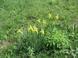 Image result for Zygotritonia atropurpurea