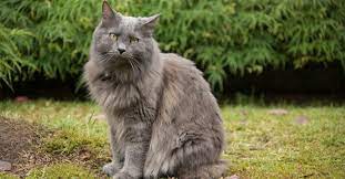 Nebelung Cat Breed Complete Guide Az Animals