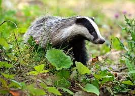 Maybe you would like to learn more about one of these? Woodland Animals Freedom To Go