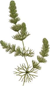 Image result for Ceratophyllum