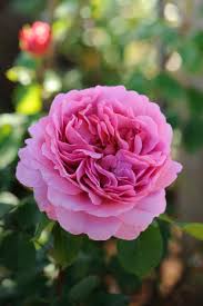 Куст этой розы густой, сильнорослый, с изящно поникающими побегами. Princess Alexandra Of Kent David Austin Roses Magic Garden Roses