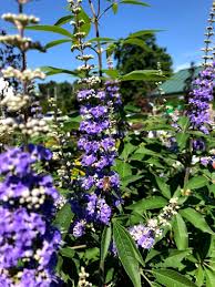 Image result for Vitex obovata