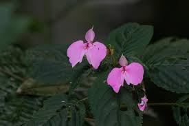 Image result for Impatiens stuhlmannii