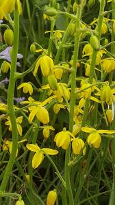 Image result for Albuca virens