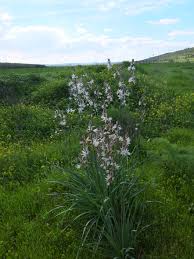 Image result for Asphodelaceae