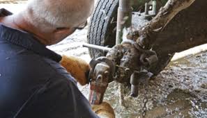 Image result for hoof disease chart for cow