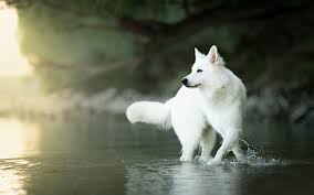 苏格兰牧羊犬 шотландская овчарка, колли 英国古代牧羊犬 староанглийская овчарка 喜乐蒂牧羊犬 шетландская овчарка, шелти å£çº¸ç™½è‰²ç'žå£«ç‰§ç¾ŠçŠ¬ æ°´1920x1200 Hd é«˜æ¸…å£çº¸ å›¾ç‰‡ ç…§ç‰‡