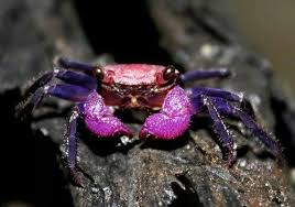 Vampire Yengec Crab Ocean Creatures Weird Animals