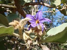 Image result for Solanum