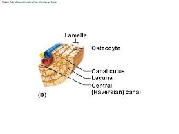 (b) in this micrograph of the osteon, you can clearly see the concentric lamellae and central canals. Structure Of Bone Gross Anatomy Of A Long