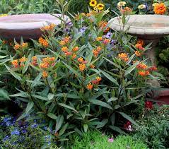 It's perfect for planting in sunny naturalistic or wildlife gardens. Asclepias Curassavica Tropical Milkweed Buy Online At Annie S Annuals