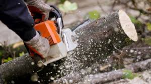 Tree Removal & Stump Grinding Service Forrest Tree ...