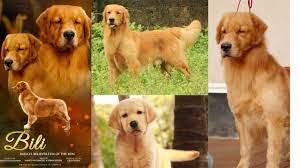 Stud service (mating) all kinds of dogs available. 20000 à´® à´¤àµ½ Golden Retriever Dogs Top Quality Golden Retriever Avindslands Kennel Dog Sale Kerala Youtube