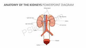 Diagram showing the location of the kidneys in the abdominal cavity and their attachment to major arteries and veins.encyclopædia britannica, inc. Anatomy Of The Kidneys Powerpoint Diagram Pslides