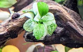 Image result for Araceae