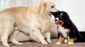Golden retriever bernese mountain dog mix puppies. What A Golden Retriever Does When Ignored By A Bernese Mountain Dog Puppy Youtube