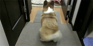 Urban Dictionary Wiggle Butt The corgi who is totally cool hangin' here by himself if you have to run errands. urban dictionary wiggle butt